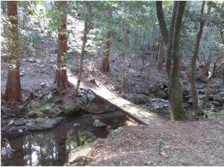ヒノキ人工林入口にかけられた小橋 <br>約2,000年にわたり進化がやんだ森林は <br>貴重な植物と生き物たちの宝庫となっている<br>