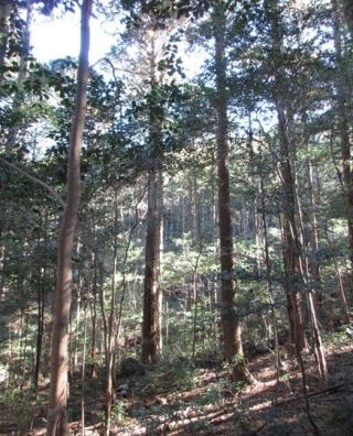 樹齢100年生のヒノキ H25m,C1,5m,W6m <br>下枝12m 大樹直径60㎝以上に成長させるため<br>受光伐を繰り返し、下枝は15m以上残す<br>