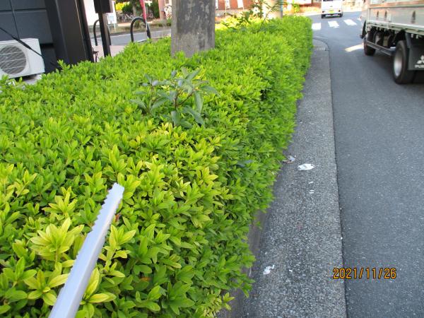 *落ちているごみを取り除くと・・・<br>